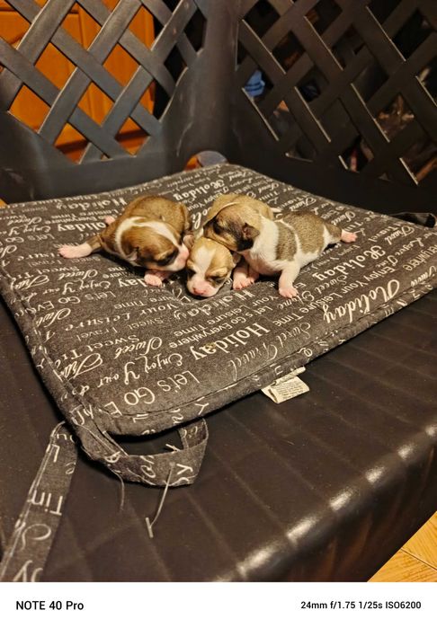 чихуахуа две момиченца и едно момченце