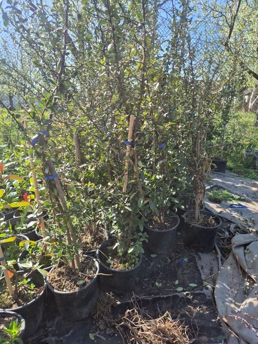 Piracanta  Red column