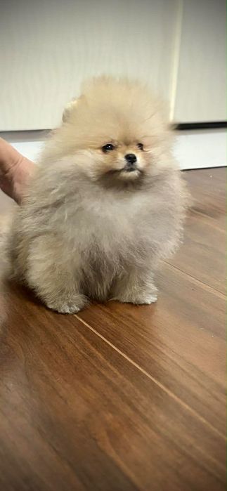 Продавам померан