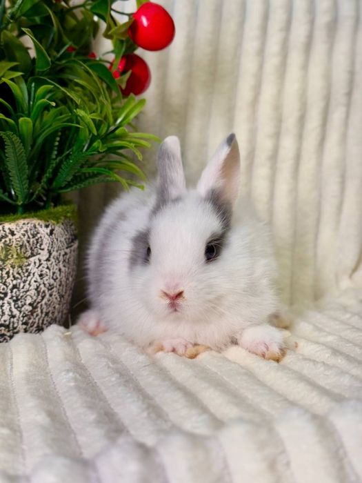 QUYON BOLASI. Dekorativ Karlik Baran quyonlar. Qafaslariyam bor