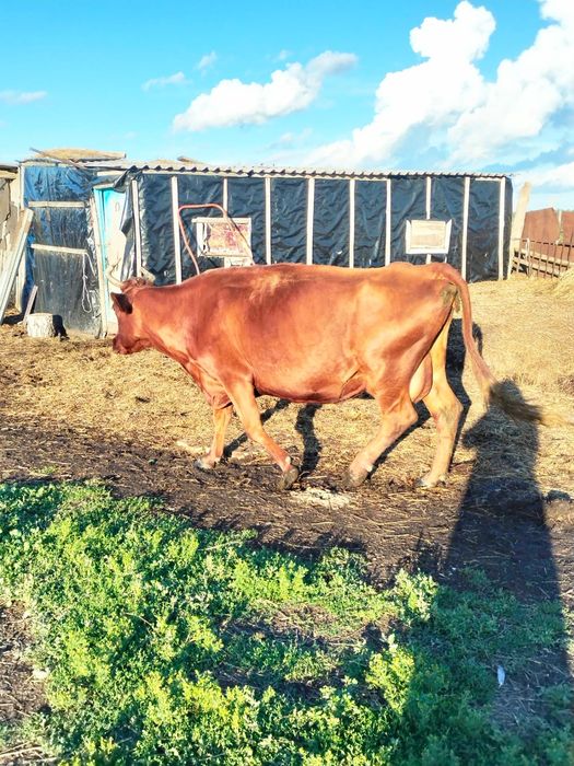 Продам деревенскую корову