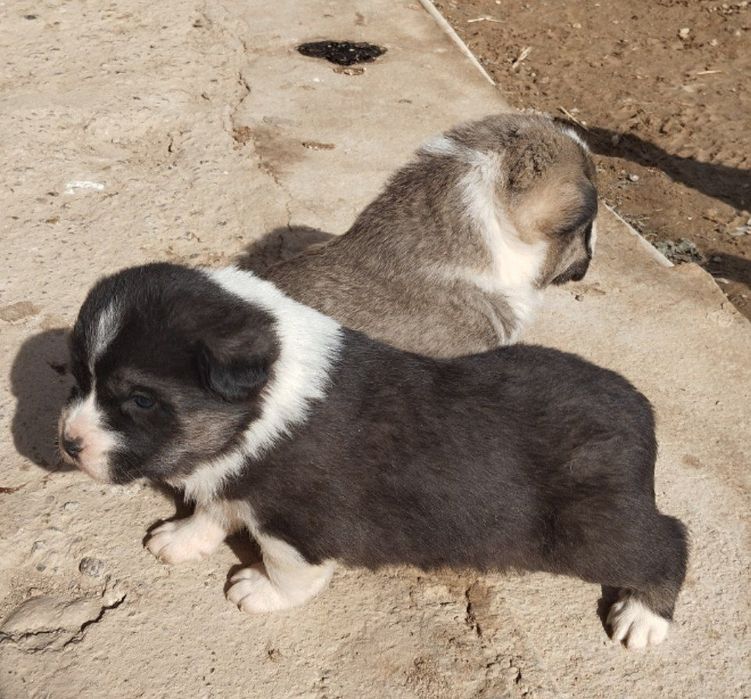 Чўпон тоғни кучуклари сотилади.