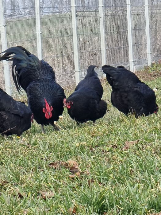 Vand gaini rasa Australorp varsta 1 an
