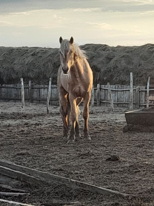 Дөнен айғыр сатылады