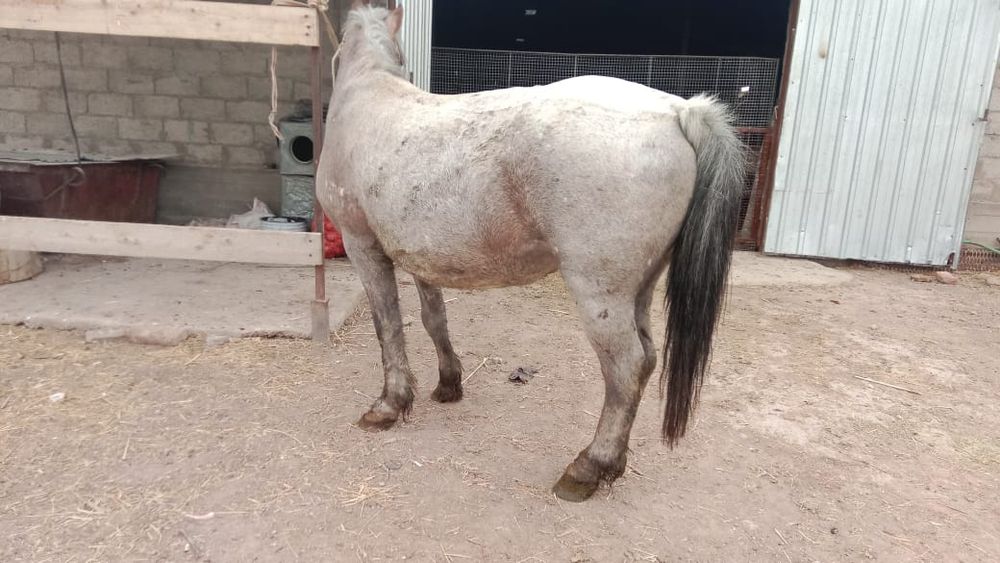 Сексуалды дене қызының порносы