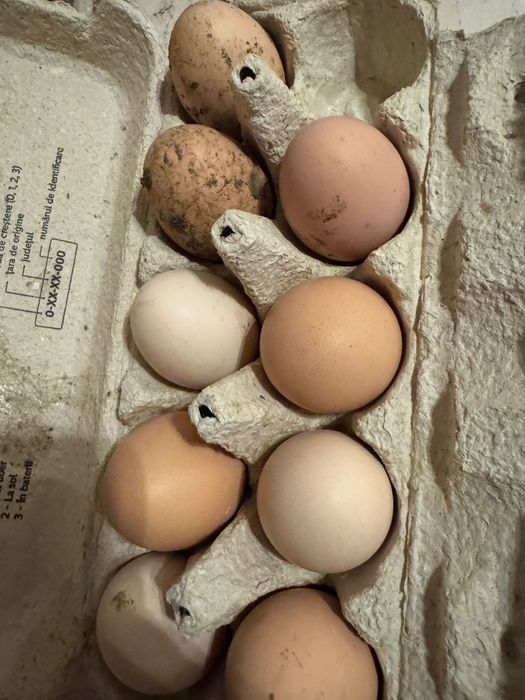 Ouă Brahma Porțelan