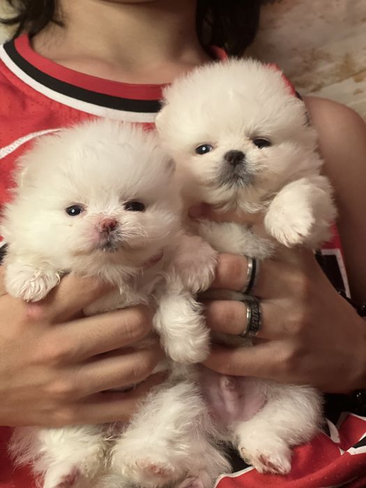 Померанский шпицы