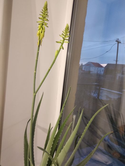 Продам алоэ Вера