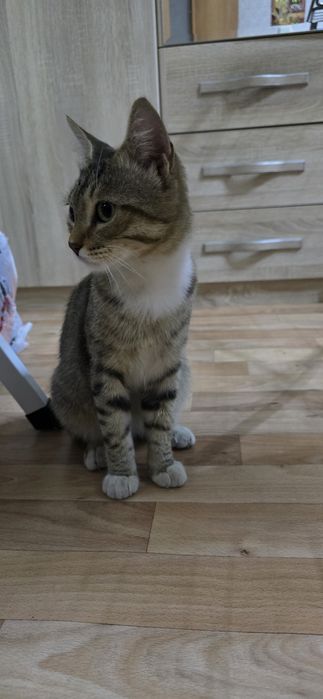 Отдам котёнка (мальчик) в добрые руки