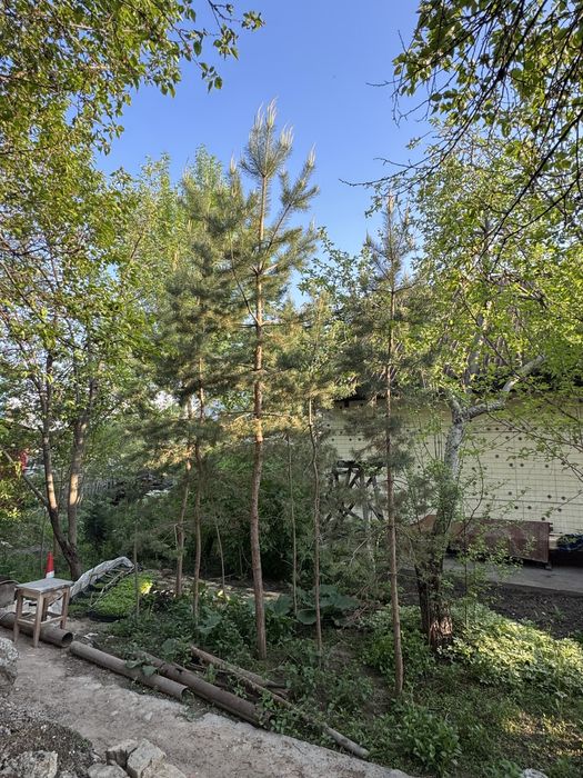 Хвойные деревья продается