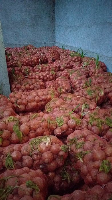 Репчатый лук оптом в розницу