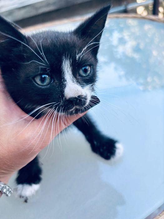 Motanel pentru adoptie