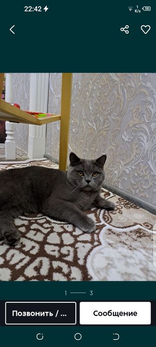 Sotiladi birtan strayt