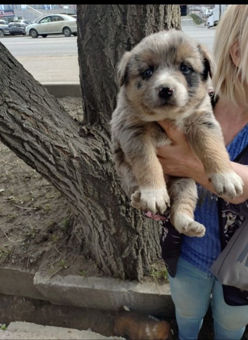 Отдаём в добрые руки симпатичных щенков-мама Австралийская Кули