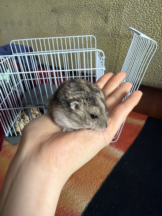 Хомячок по кличке Пуся