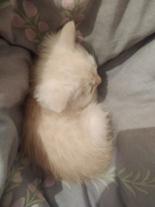 Кошка 1 месяц девочка