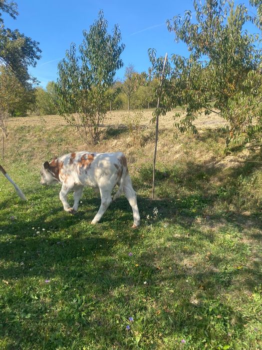 Vând vițel  detalii la telefon