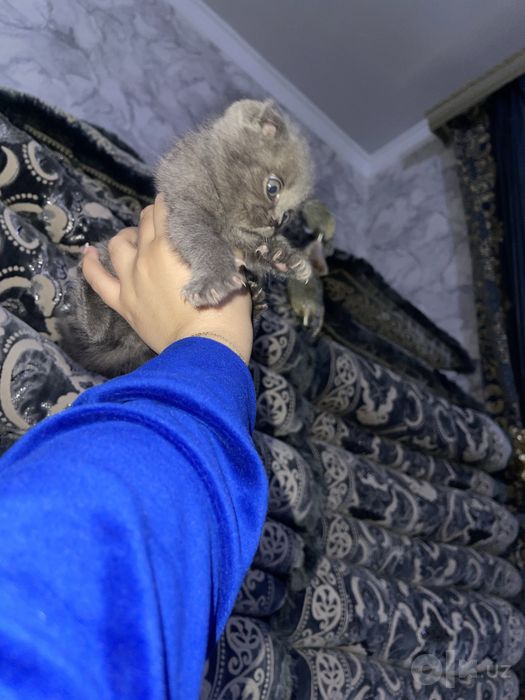 скоттиш фолд огил