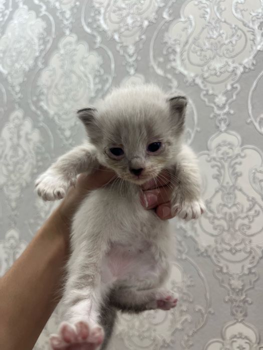 Котенки породистые