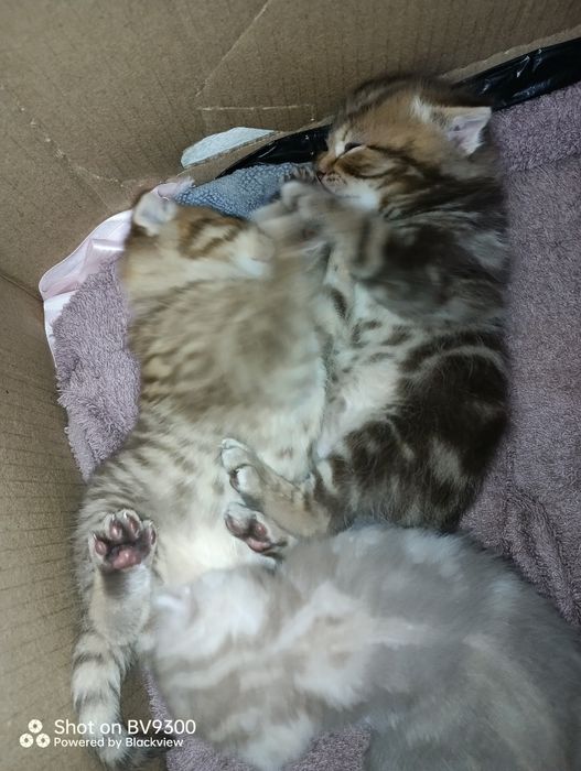 Шотландские милые комочки