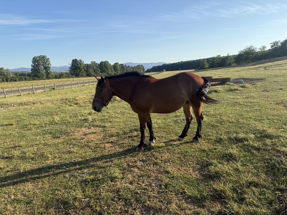 Vand sau schimb cu 4x4 manza gestanta