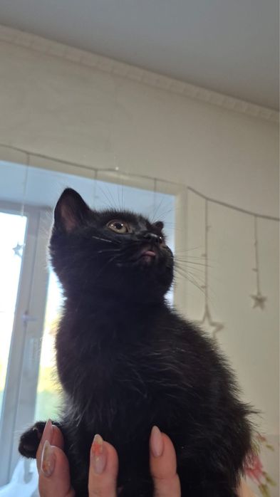 Отдам таких котят!