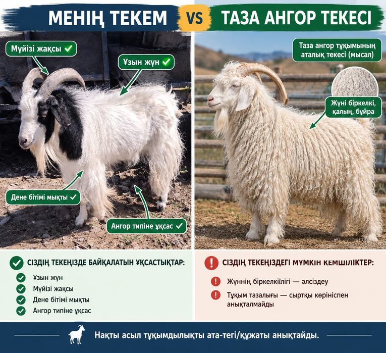 Теке сатылады ангор