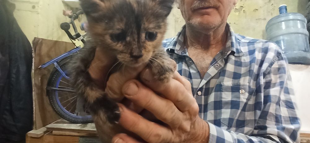 Котята 3 месяца 5шт