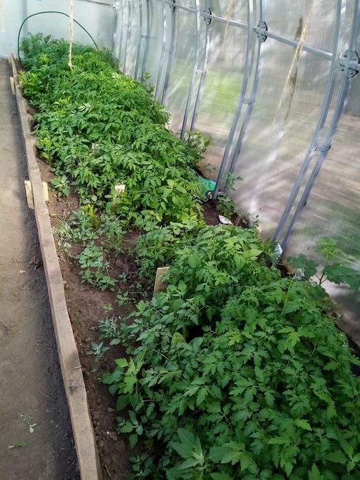 Продам рассаду помидор дёшево