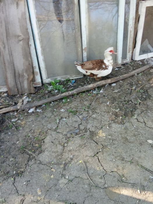 Продам индоуток и селезней