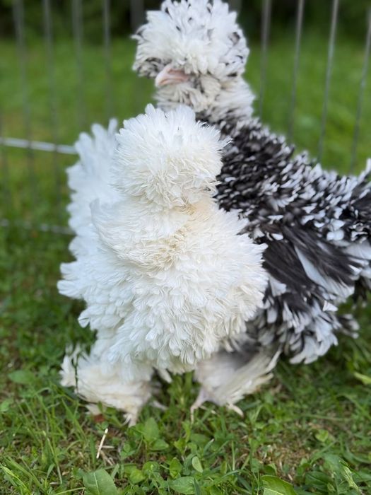 Американский шолк товуклари сотилади