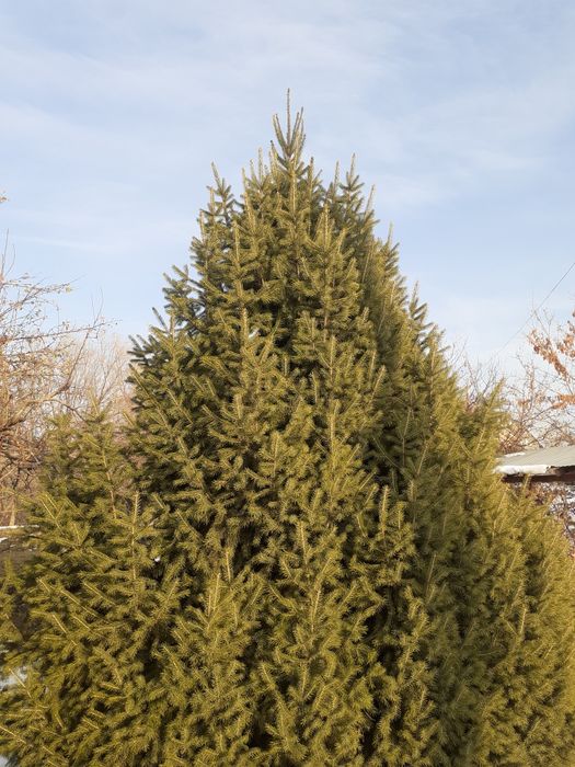 Ель тяньшанская 5 метра