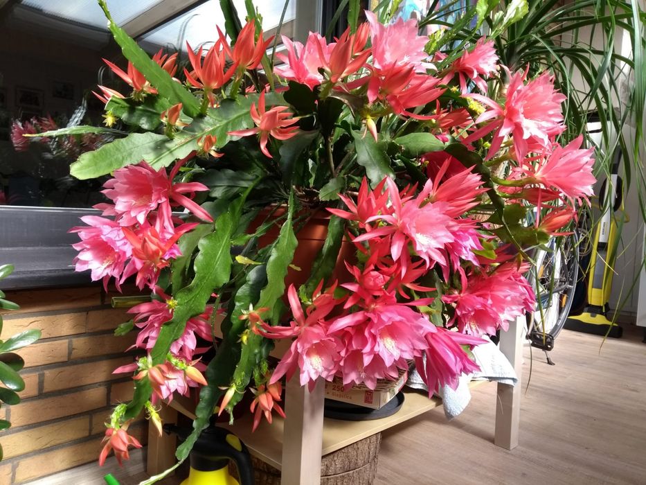 Продам три эпифиллума