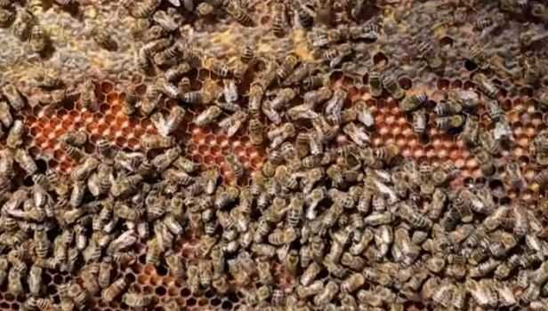 Păstură cruda / uscata, polen crud /uscat, atat en-gros si en-detail