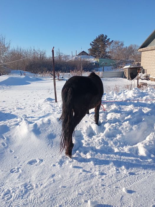 Продам жеребца обученный