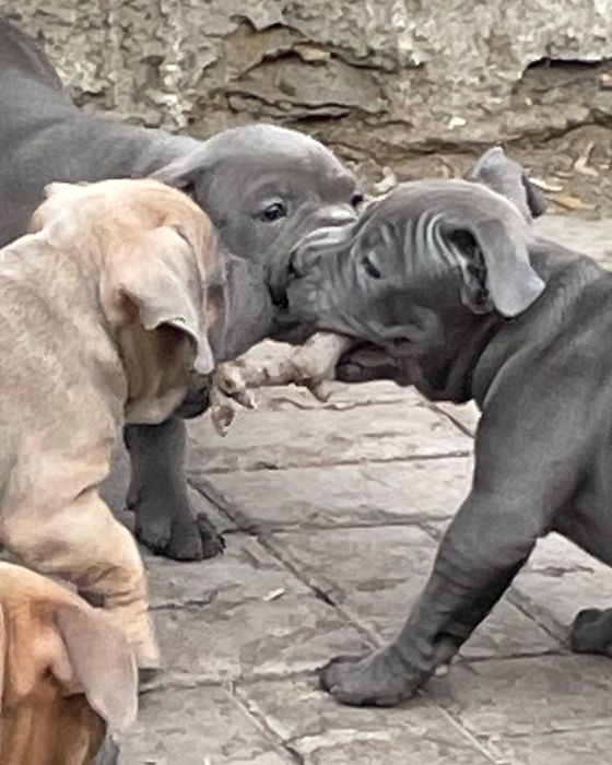 Щенки американский булли