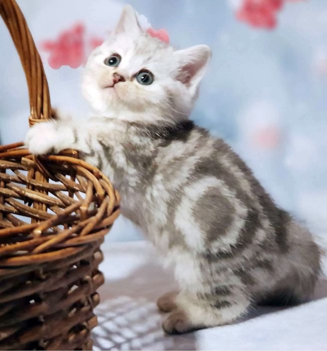 Шотландские котята Престиж