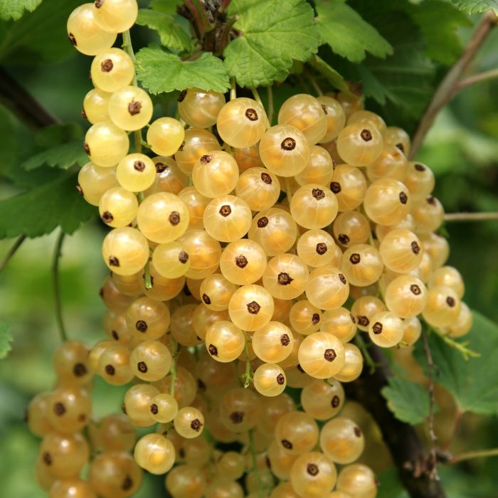 Arbuști Fructiferi (Coacăz Alb )