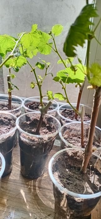 Продам Саженцы местные