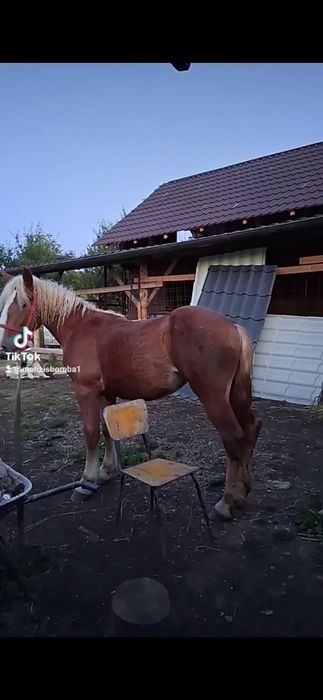 De vânzare cal mânză de de un an...  nr. Tel. 0757543087