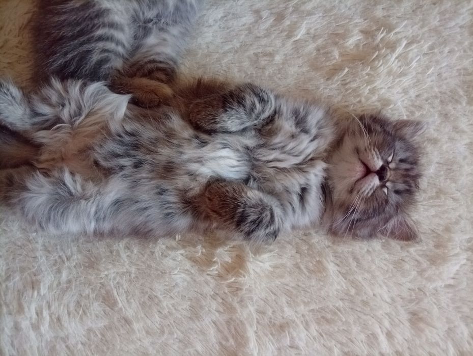 Котята мальчики .