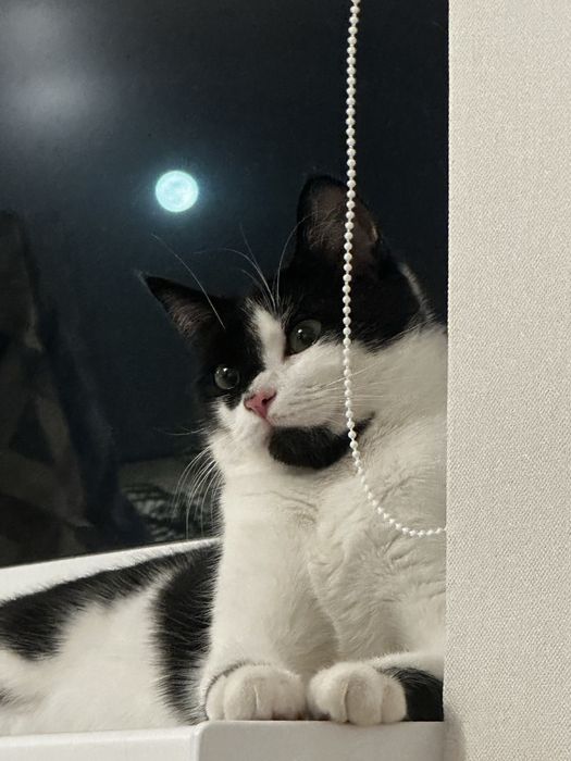 Отдам кота 9 месяцев