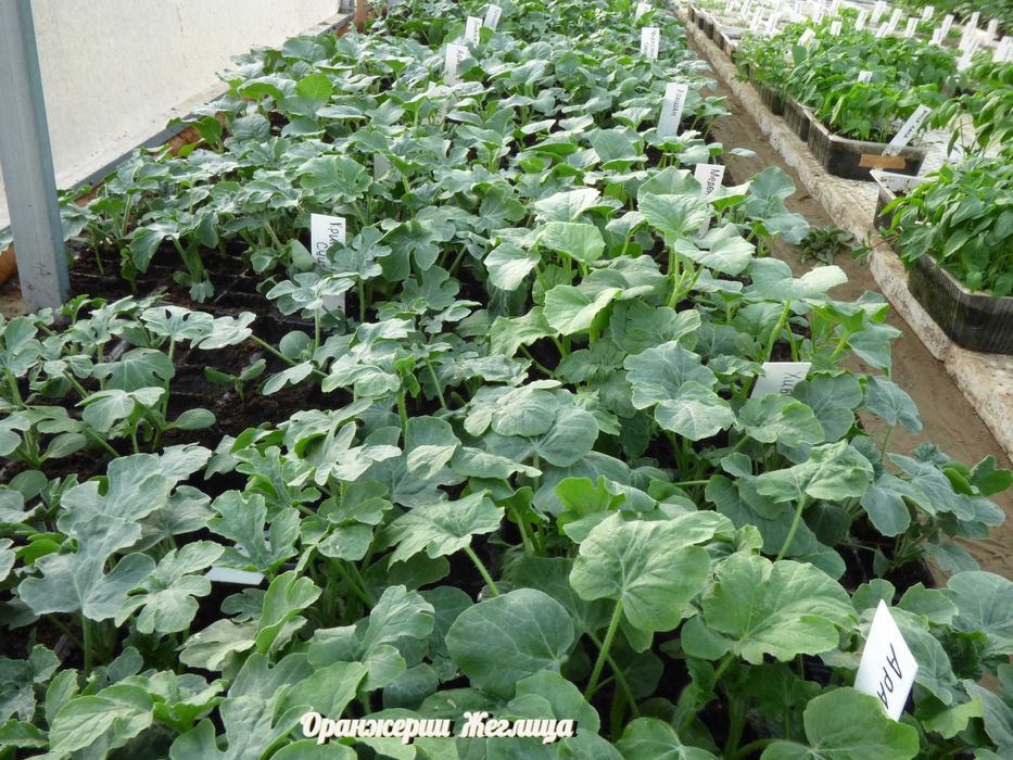 Разсади за Домати, Краставици, Билки и Цветя