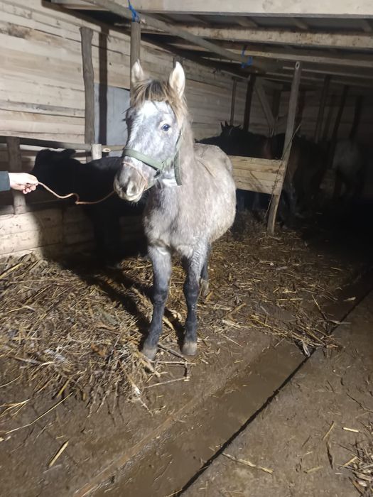 Vând mânză semigreu romanesc de 7 luni