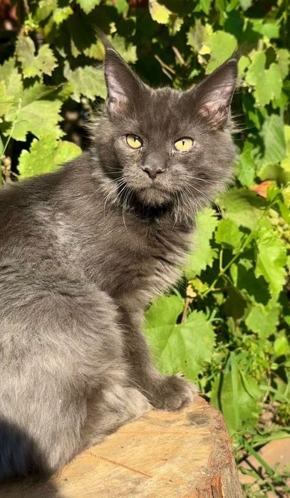 Шикарные котята Мейн Кун