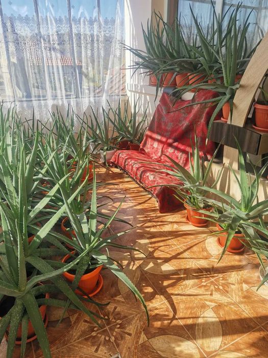 Алое Вера лечебно