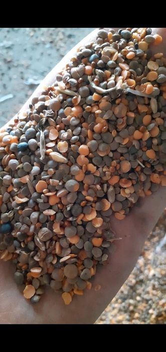 Отходы овёс мучной зерноотходы