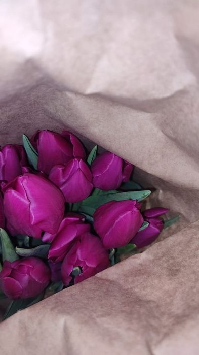 Тюлпан сатылады 22 расцветка бар