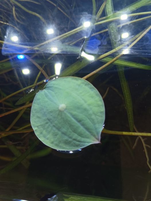 Семена лотоса...