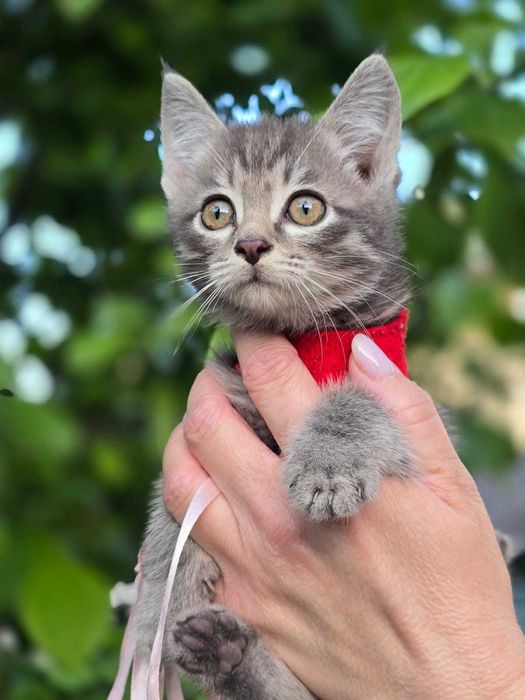 котята мальчик и девочка, возраст примерно 1 месяц